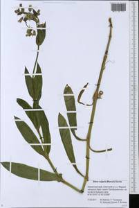 Смолевка обыкновенная, Хлопушка (Moench) Garcke, Сибирь, Чукотка и Камчатка (S7) (Россия)