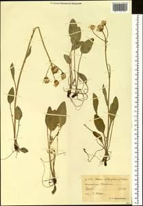 Пепельник цельнолистный (L.) Holub, Сибирь, Чукотка и Камчатка (S7) (Россия)