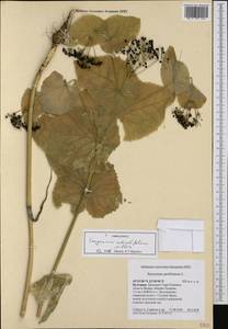 Smyrnium perfoliatum subsp. rotundifolium (Mill.) Bonnier & Layens, Западная Европа (EUR) (Болгария)