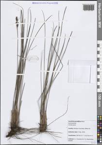 Anarthria gracilis R.Br., Австралия и Океания (AUSTR) (Австралия)