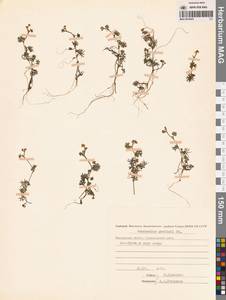 Лютик Гмелина DC., Сибирь, Чукотка и Камчатка (S7) (Россия)