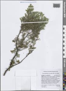 Арцеутобиум можжевельниковый (DC.) M.Bieb., Западная Европа (EUR) (Испания)