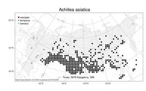 Achillea asiatica, Тысячелистник азиатский Serg., Атлас флоры России (FLORUS) (Россия)