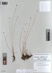 KUZ 002 216, Eleocharis fennica var. sareptana (Zinserl.) Zinserl., Сибирь, Алтай и Саяны (S2) (Россия)