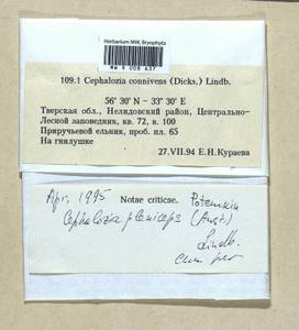 Fuscocephaloziopsis pleniceps (Austin) Váňa & L. Söderstr., Гербарий мохообразных, Мхи - Центральное Нечерноземье (B6) (Россия)