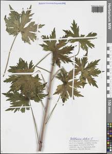 Живокость высокая L., Сибирь, Прибайкалье и Забайкалье (S4) (Россия)