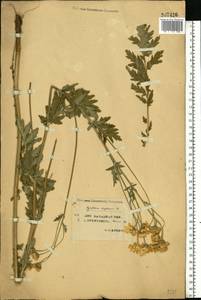 Tanacetum corymbosum subsp. corymbosum, Восточная Европа, Западный район (E3) (Россия)
