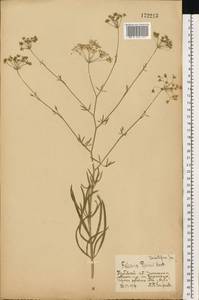 Резак обыкновенный Bernh., Восточная Европа, Центральный лесостепной район (E6) (Россия)