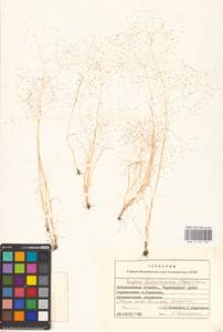 Colpodium biebersteinianum (Claus) Röser & Tkach, Восточная Европа, Нижневолжский район (E9) (Россия)