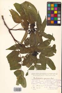 Бархат амурский Rupr., Сибирь, Дальний Восток (S6) (Россия)