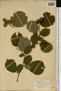 Орешник обыкновенный, Лещина обыкновенная L., Восточная Европа, Западно-Украинский район (E13) (Украина)