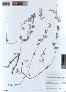 Ranunculus subrigidus W.B.Drew, Сибирь, Алтай и Саяны (S2) (Россия)