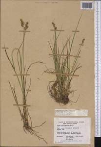 Carex echinata subsp. phyllomanica (W.Boott) Reznicek, Америка (AMER) (Канада)