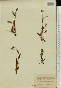 Незабудка альпийская F.W.Schmidt, Сибирь, Чукотка и Камчатка (S7) (Россия)