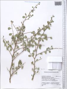 Polygonaceae, Средняя Азия и Казахстан, Западный Тянь-Шань и Каратау (M3) (Киргизия)