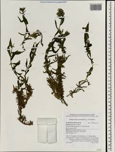 Podonosma orientalis (L.) Feinbr., Зарубежная Азия (ASIA) (Израиль)