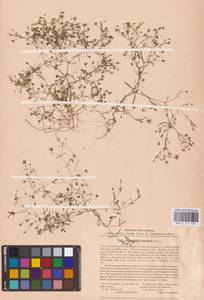 Песколюбочка постенная (L.) Ikonn., Восточная Европа, Северо-Украинский район (E11) (Украина)