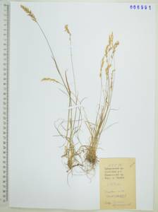 Koeleria spicata subsp. spicata, Сибирь, Дальний Восток (S6) (Россия)