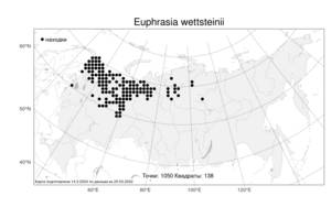 Euphrasia wettsteinii, Очанка Веттштейна G. L. Gusarova, Атлас флоры России (FLORUS) (Россия)