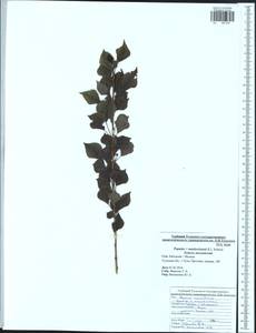 Populus ×moscoviensis Schröd., Восточная Европа, Центральный район (E4) (Россия)