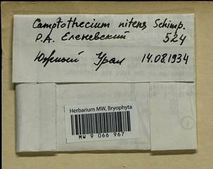 Tomentypnum nitens (Hedw.) Loeske, Гербарий мохообразных, Мхи - Башкортостан, Челябинская и Оренбургская области (B14) (Россия)