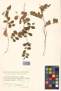 Lathyrus japonicus var. maritimus (L.) J.T.Kartesz & Gandhi, Сибирь, Дальний Восток (S6) (Россия)