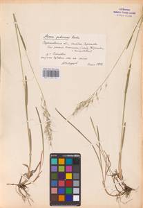 Avenula pubescens (Huds.) Dumort., Восточная Европа, Нижневолжский район (E9) (Россия)