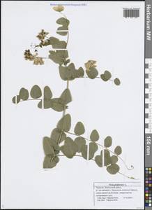 Горошек гороховидный L., Восточная Европа, Средневолжский район (E8) (Россия)