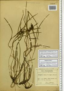 Ежеголовник плавающий L., Восточная Европа, Центральный район (E4) (Россия)