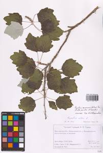 Populus × canescens (Aiton) Sm., Восточная Европа, Центральный лесной район (E5) (Россия)