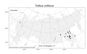 Trollius uniflorus, Купальница одноцветковая Sipliv., Атлас флоры России (FLORUS) (Россия)