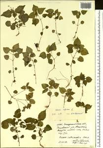 Двулепестник альпийский L., Восточная Европа, Западно-Украинский район (E13) (Украина)