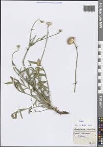 Головчатка кожистая (Willd.) Roem. & Schult. ex Steud., Кавказ, Черноморское побережье (от Новороссийска до Адлера) (K3) (Россия)