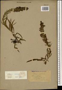 Синяк пятнистый (L.) Böhle & Hilger, Кавказ, Ставропольский край, Карачаево-Черкесия, Кабардино-Балкария (K1b) (Россия)