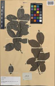 Artocarpus nitidus Trec., Зарубежная Азия (ASIA) (Филиппины)