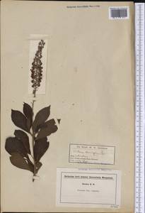 Clethra alnifolia L., nom. cons., Америка (AMER) (США)