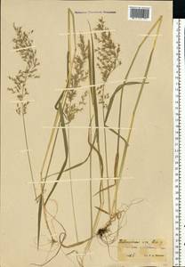 Sibirotrisetum sibiricum (Rupr.) Barberá, Восточная Европа, Московская область и Москва (E4a) (Россия)