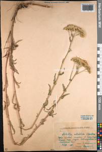 Achillea millefolium × asiatica, Средняя Азия и Казахстан, Северный и Центральный Казахстан (M10) (Казахстан)
