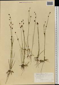 Juncus alpinoarticulatus subsp. rariflorus (Hartm.) Holub, Восточная Европа, Северный район (E1) (Россия)