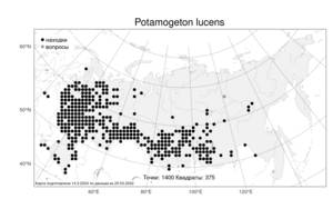 Potamogeton lucens, Рдест блестящий L., Атлас флоры России (FLORUS) (Россия)