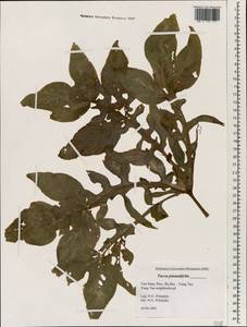 Tacca leontopetaloides (L.) Kuntze, Зарубежная Азия (ASIA) (Вьетнам)