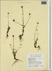 Cota tinctoria subsp. tinctoria, Крым (KRYM) (Россия)