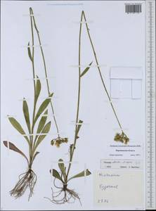 Pilosella echioides × onegensis, Восточная Европа, Центральный лесостепной район (E6) (Россия)