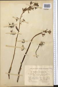 Eulophia dabia (D.Don) Hochr., Средняя Азия и Казахстан, Памир и Памиро-Алай (M2) (Таджикистан)