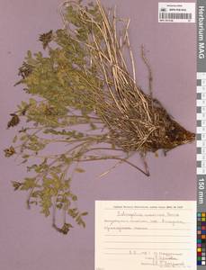 Астрагал приморский Boriss., Сибирь, Чукотка и Камчатка (S7) (Россия)