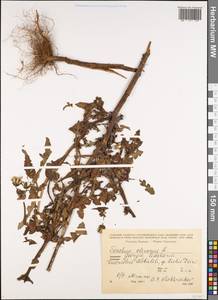 Осот огородный L., Кавказ, Грузия (K4) (Грузия)