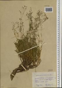 Качим Патрэна Ser., Сибирь, Западный (Казахстанский) Алтай (S2a) (Казахстан)