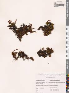 Камнеломка супротивнолистная L., Сибирь, Чукотка и Камчатка (S7) (Россия)