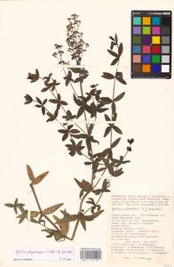 Galium physocarpum × boreale, Восточная Европа, Нижневолжский район (E9) (Россия)