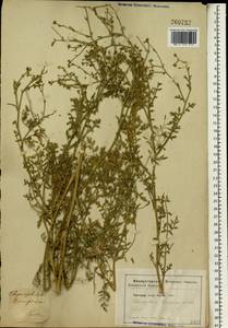 Echinophora tenuifolia L., Зарубежная Азия (ASIA) (Иран)